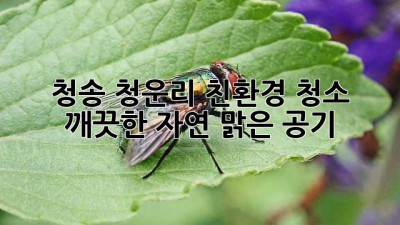 청송 청운리 친환경 청소: 깨끗한 자연, 맑은 공기